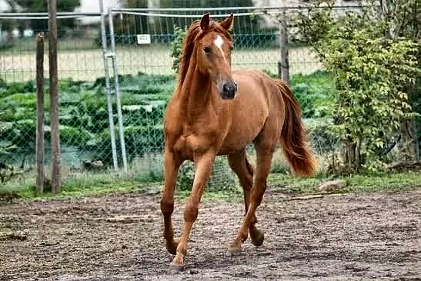 Chestnut horse at Razdan Stud Farm