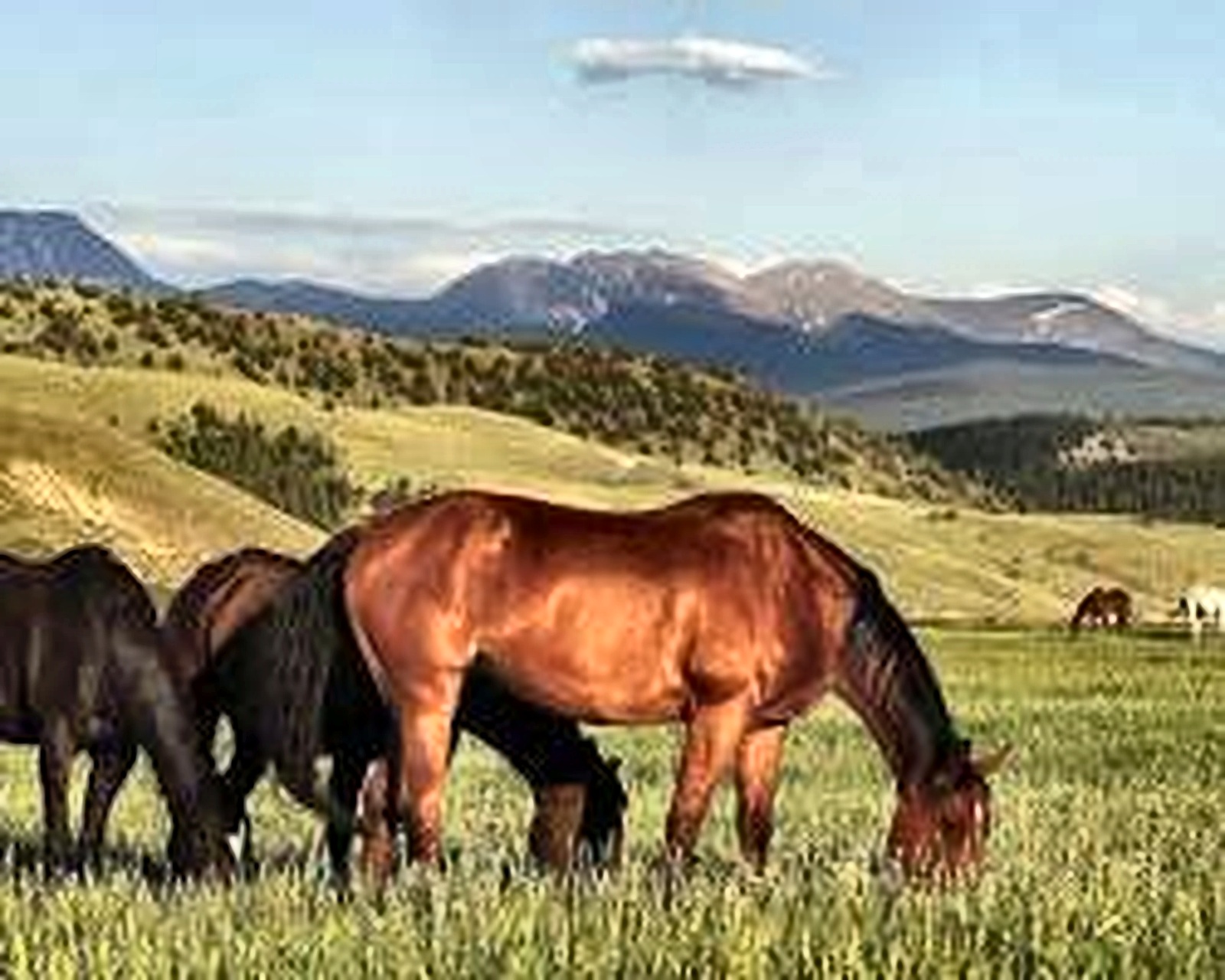 Horses grazing against mountain scenery