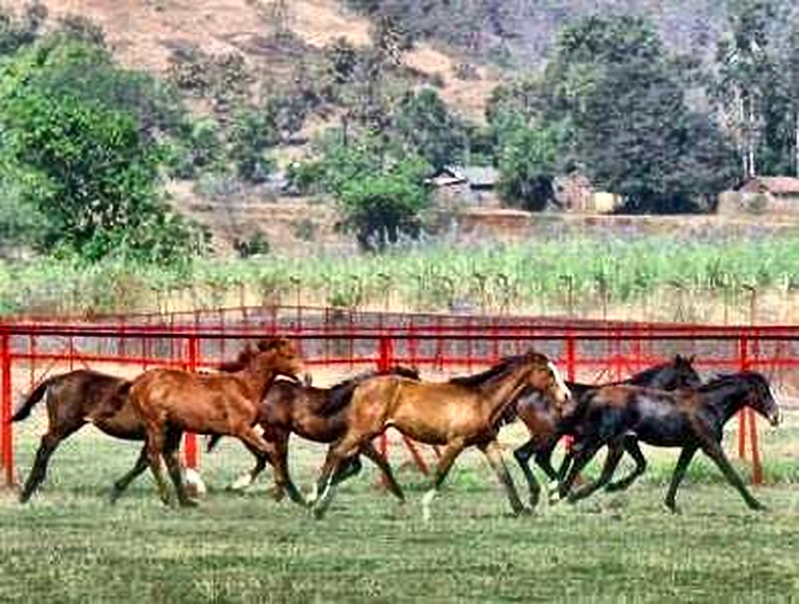 Horses moving together on grass