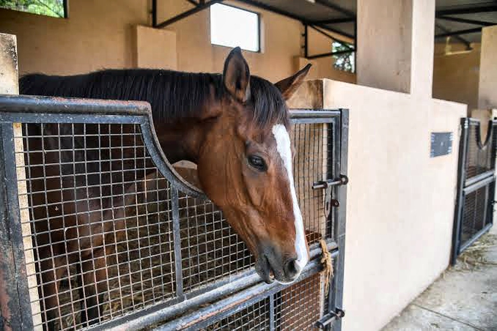 Horse in the stable