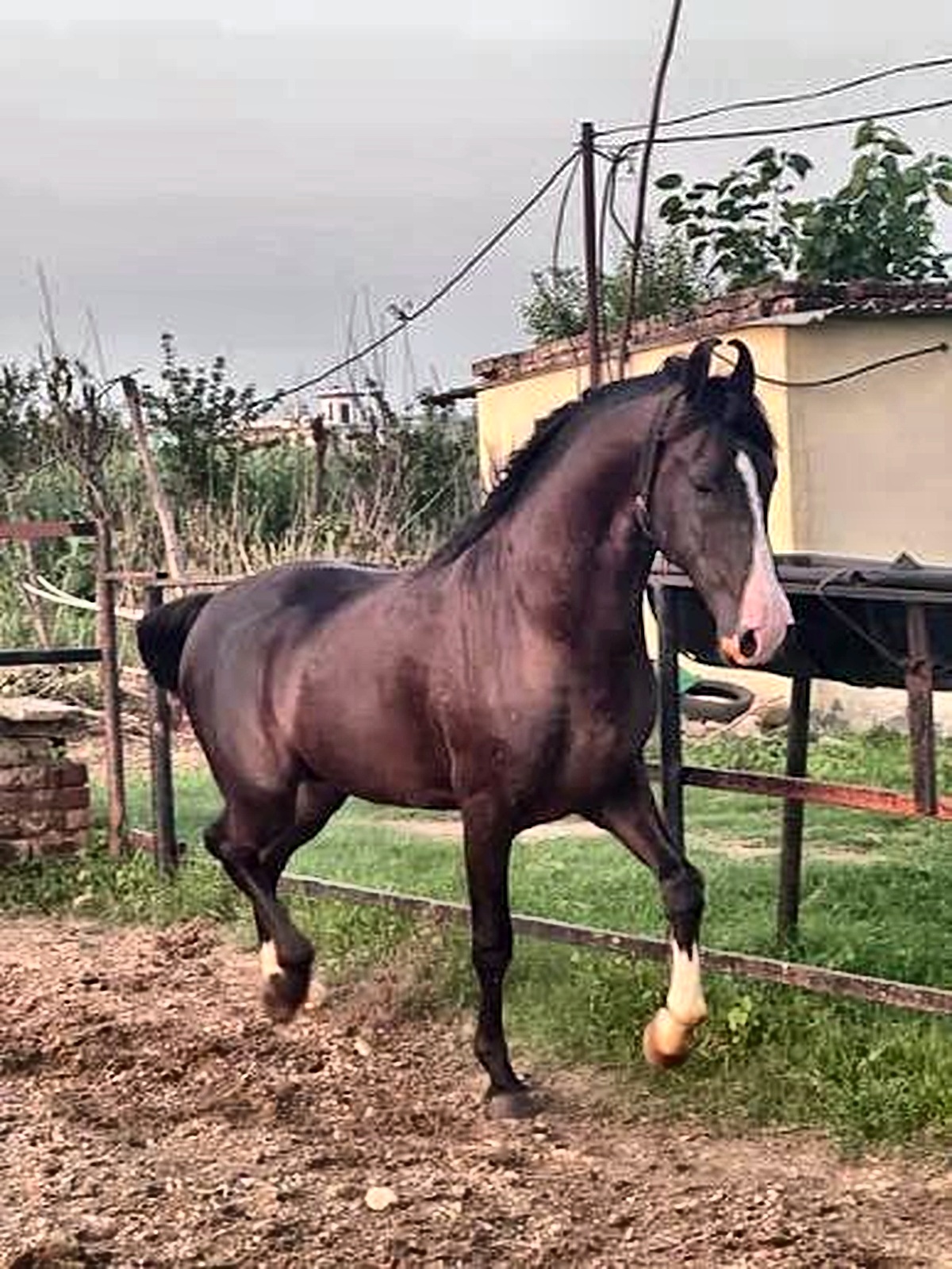 Horse in the paddock