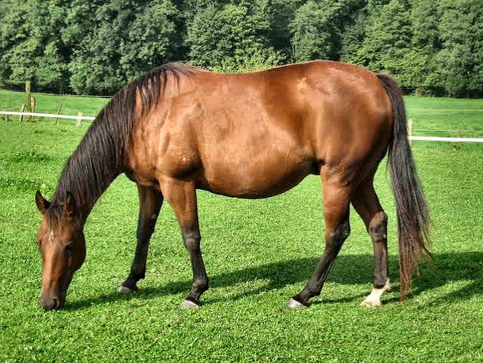 Horse grazing on green field